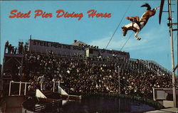 Steel Pier Diving Horse Postcard