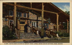 Native Deer on Steps of Bright Angel Lodge Postcard