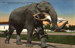 Performing Elephant at Ringling Brothers Winter Quarters Postcard