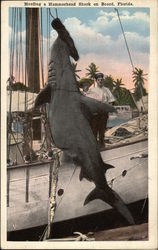 Hauling a Hammerhead Shark on Board, Florida Fish Postcard Postcard