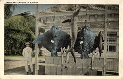 Whip Ray Caught in Florida Postcard