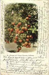 Oranges And Orange Blossoms Postcard