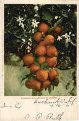 Oranges And Orange Blossoms Postcard