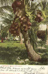 Coconut Palm In Florida Postcard