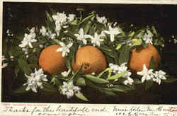 Oranges And Blossoms Postcard