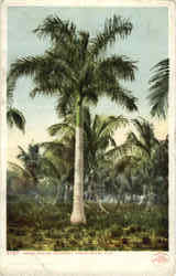 Royal Palms Coconut Grove Miami, FL Postcard Postcard