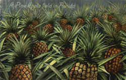 A Pine Apple Field In Florida Postcard