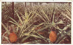 A Florida Pineapple Field Postcard