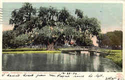 Washington Oak, Audubon Park Postcard