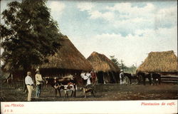 Coffee Plantation Postcard