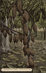 Bearing Cocoa Tree Jamaica Postcard Postcard