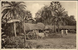 Indian Farm and Bullock Cart Calcutta, India Postcard Postcard