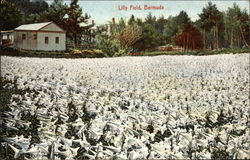 Lily Field Bermuda Postcard Postcard