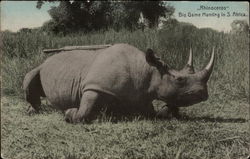 Rhinoceros - Big Game Hunting in South Africa Postcard