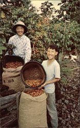 School Vacations Coincide With Harvests so the Youngsters Can Help to Pick Coffee Beans Farming Postcard Postcard