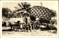 Oxen Pulling Cart With Oversized Pineapple Honolulu, HI Postcard Postcard