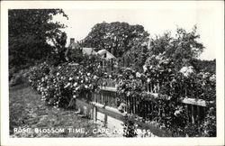 Rose Blossom Time, Cape Cod Massachusetts Postcard Postcard