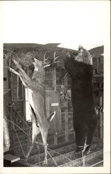 Buck and Bear Carcass hanging Postcard