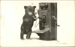 Photograph of Small Bear Cub Near Speaker of Wall Phone Bears Postcard Postcard