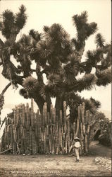 Boy outside large Cactus Grove in Mexico Cactus & Desert Plants Postcard Postcard