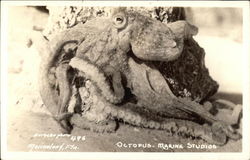 Octopus - Marine Studios Postcard