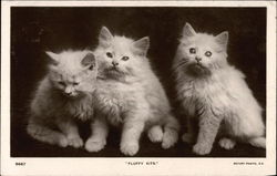 Fluffy KIts - White KIttens Cats Postcard Postcard