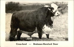 Cross-bred - Brahman-Hereford Steer Postcard