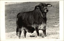 Black bull Postcard