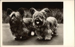 Pair of Long Haired Skye Terrier Dogs Postcard Postcard