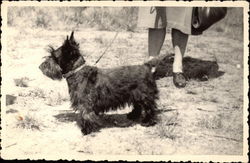 Black Scottish Terrier on a Leash Postcard