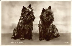 Two of a Kind - Black Terriers Dogs Postcard Postcard