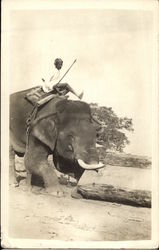 Elephant with Mahout Postcard