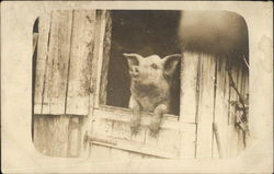 Photograph of Pig Sticking Head out of Barn Door Pigs Postcard Postcard