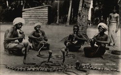 Photograph of Four Snake Charmers with Cobras Postcard