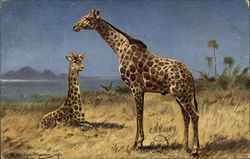 Pair of Giraffes Postcard