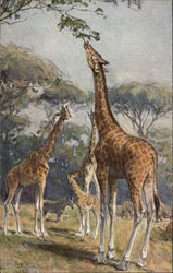 Giraffes and Zebras Grazing Postcard