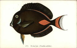 Pa kui kui - Fishes of Hawaii Postcard