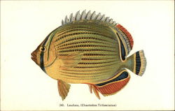 Lauhau Fish of Hawaii Postcard