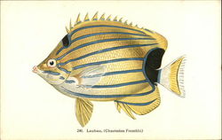 Fish of Hawaii Postcard