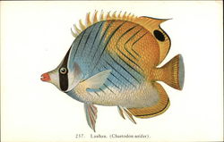 Lahau (Chaetodon setifer) - Fish of Hawaii Postcard