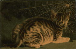 Striped Cat Observes a Spider in Its Web Cats Postcard Postcard