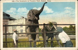 The Elephants at Franklin Park, Boston, Mass Postcard