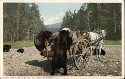 Bears Stealing from Food Cart Postcard