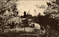 Dogwoods-Southern Pines,N.C Postcard