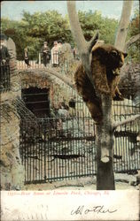 Bear Scene at Lincoln Park, Chicago, IL Bears Postcard Postcard