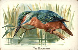 The Kingfisher Birds Postcard Postcard