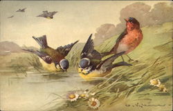 Songbirds Bathing in a Pond Postcard Postcard