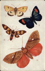 Butterflies and Moths Birds Postcard Postcard