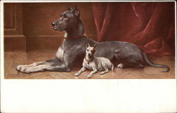 Grey Great Dane with Smaller White Dog Dogs Postcard Postcard