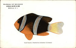 Coral Beauty - Bureau of Science Aquarium - Manila, PI Postcard